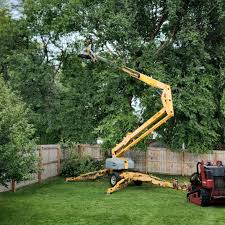 Best Tree Removal Services  in Amesti, CA